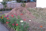 Fall wood chip pile. source: Restored Roots